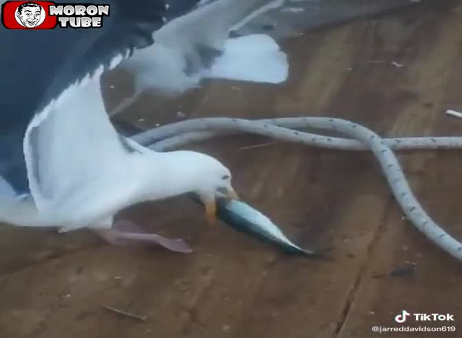 Video :A buddy who has made a good catch gets extorted by a seagull